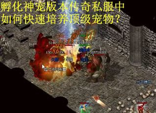 孵化神宠版本传奇私服中如何快速培养顶级宠物？